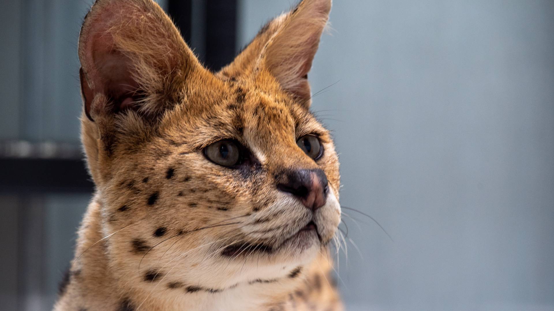 Portrait d'un serval